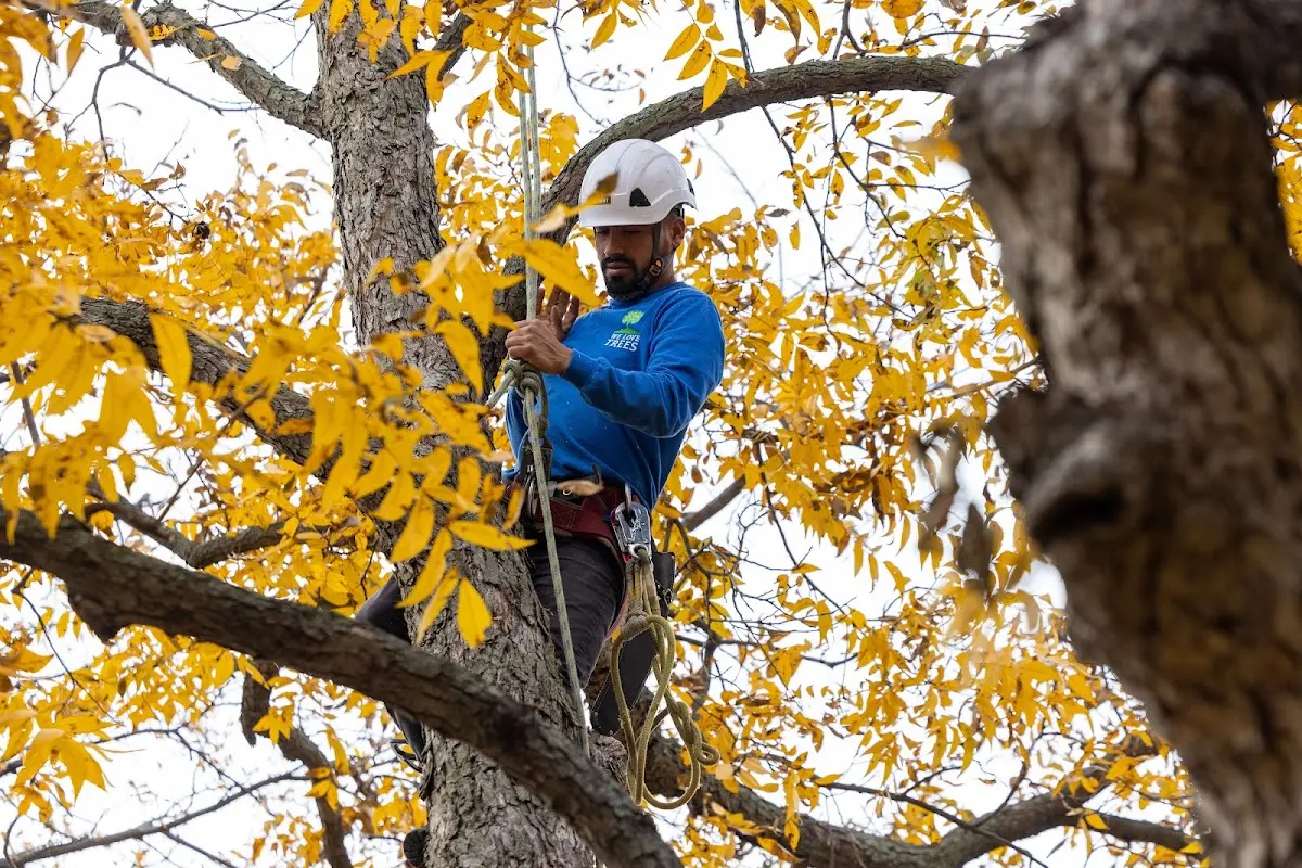 Skilled Emergency Tree Service crew working in Addison