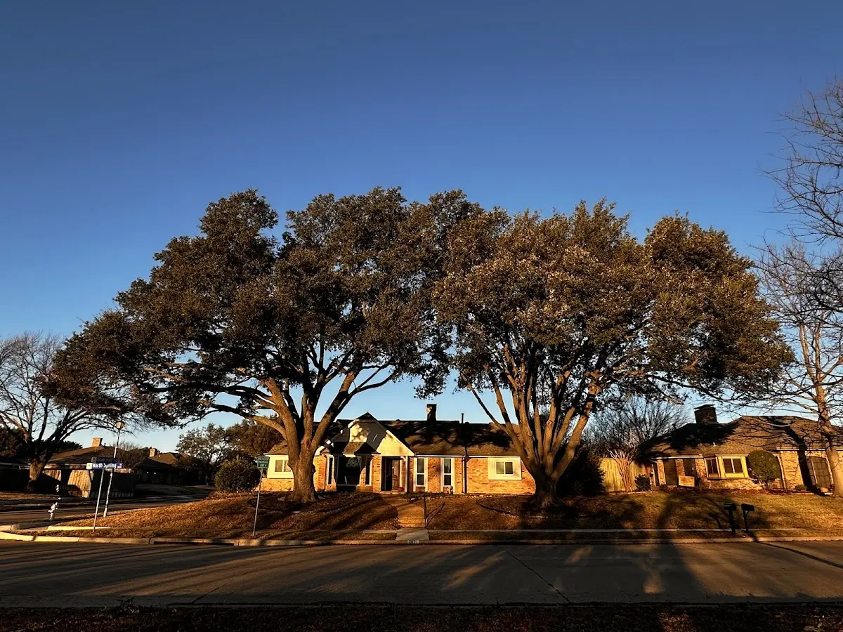 Established residential canopy tree shading a home in Addison